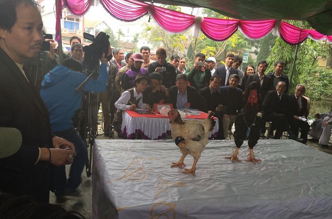 Từ tục thi luộc gà đến “cuộc cải cách tuyển chọn mỹ kê”