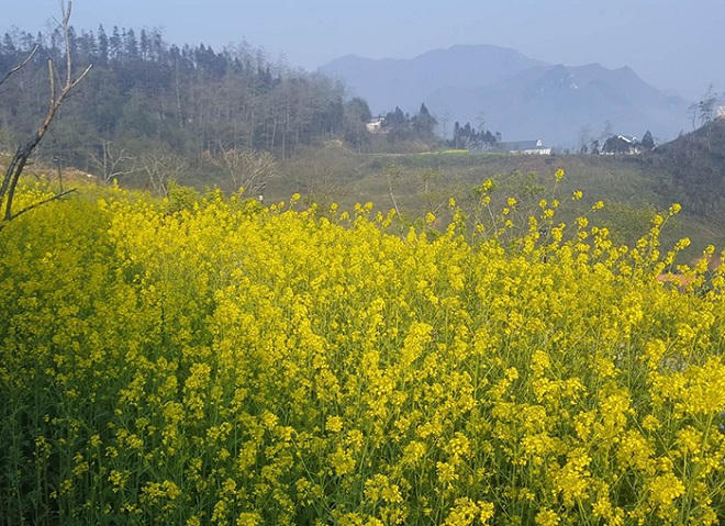 Cải mèo vàng rực triền núi, Sun World Fansipan Legend tấp nập du khách check-in