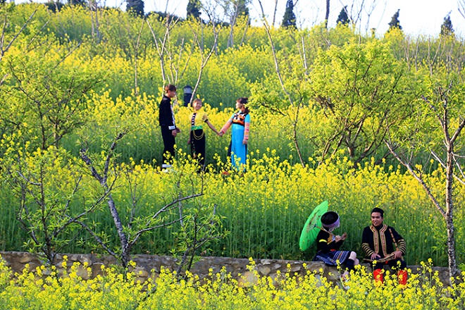 Cải mèo vàng rực triền núi, Sun World Fansipan Legend tấp nập du khách check-in