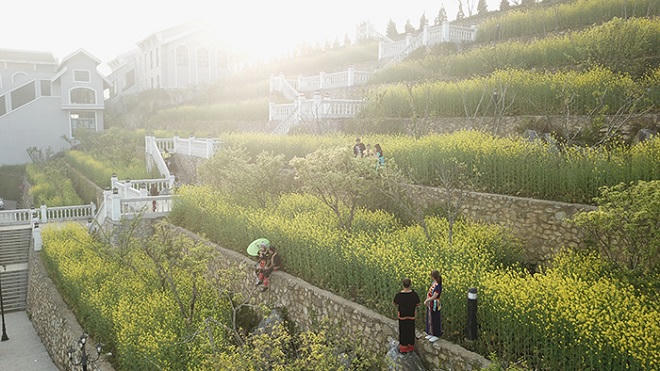 Cải mèo vàng rực triền núi, Sun World Fansipan Legend tấp nập du khách check-in