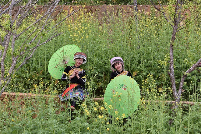 Cải mèo vàng rực triền núi, Sun World Fansipan Legend tấp nập du khách check-in