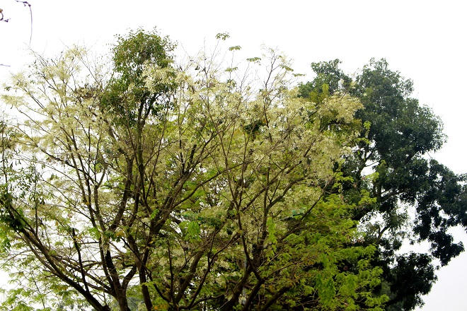 Hoa sưa Hà Nội mê mẩn lòng người