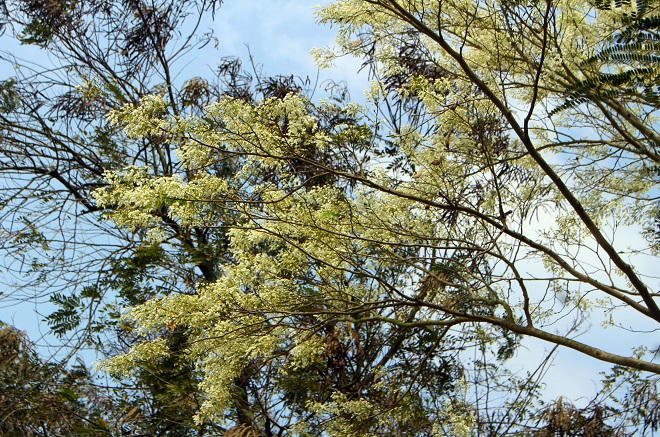 Hoa sưa Hà Nội mê mẩn lòng người