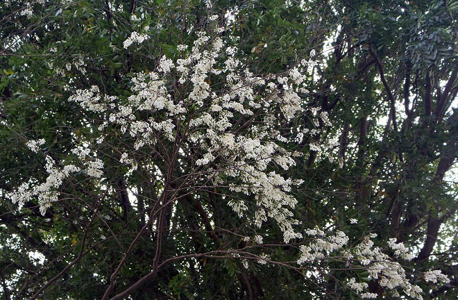 Hoa sưa Hà Nội mê mẩn lòng người