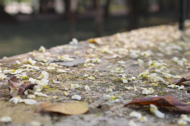 Hoa sưa Hà Nội mê mẩn lòng người