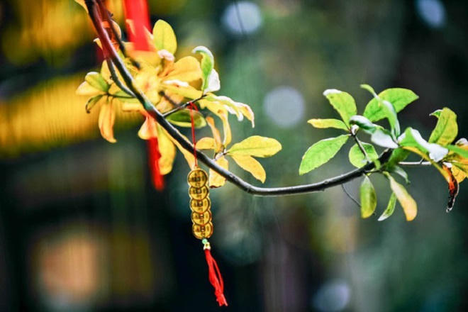 Chẳng phải đi đâu xa, Hà Nội đang đẹp nao lòng mùa cây thay lá