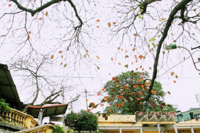 Chẳng phải đi đâu xa, Hà Nội đang đẹp nao lòng mùa cây thay lá