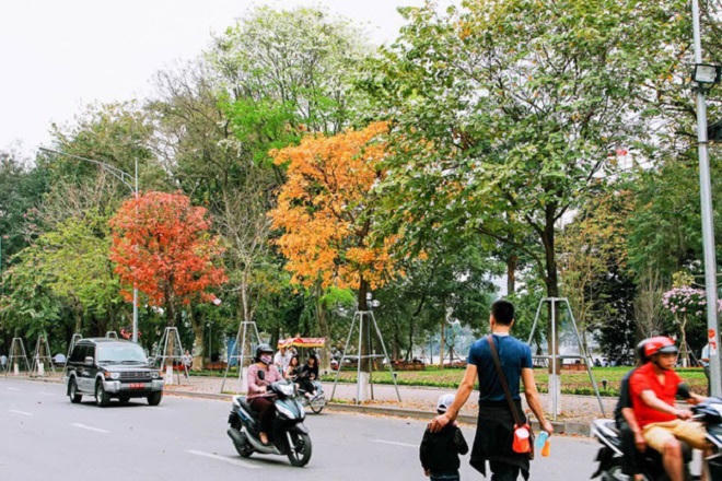 Chẳng phải đi đâu xa, Hà Nội đang đẹp nao lòng mùa cây thay lá