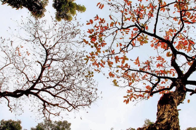 Chẳng phải đi đâu xa, Hà Nội đang đẹp nao lòng mùa cây thay lá