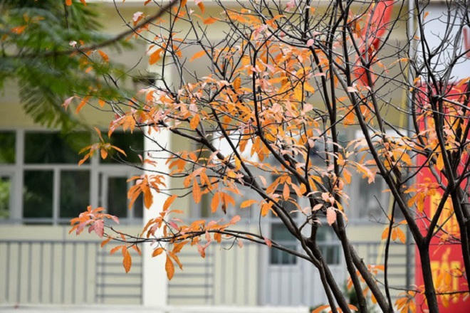 Chẳng phải đi đâu xa, Hà Nội đang đẹp nao lòng mùa cây thay lá