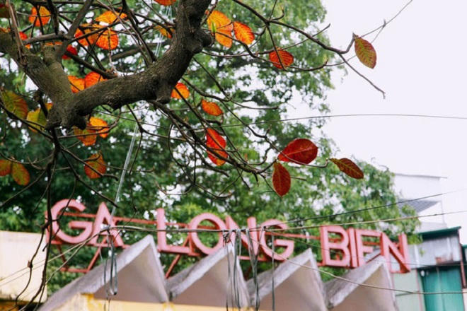 Chẳng phải đi đâu xa, Hà Nội đang đẹp nao lòng mùa cây thay lá