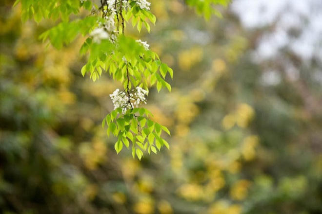 Chẳng phải đi đâu xa, Hà Nội đang đẹp nao lòng mùa cây thay lá