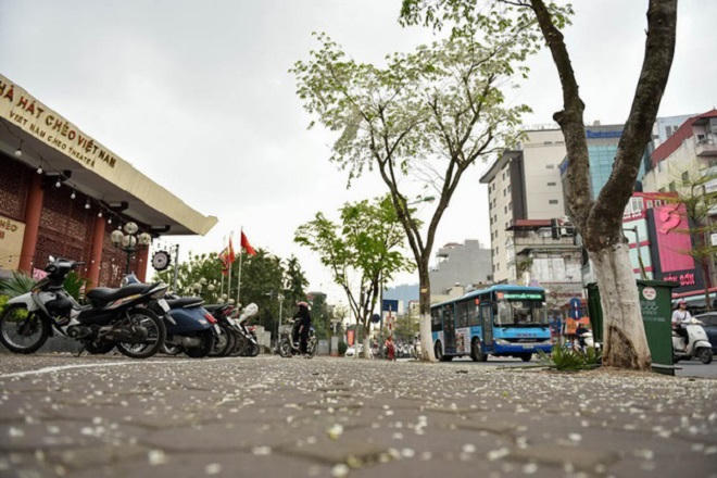 Chẳng phải đi đâu xa, Hà Nội đang đẹp nao lòng mùa cây thay lá