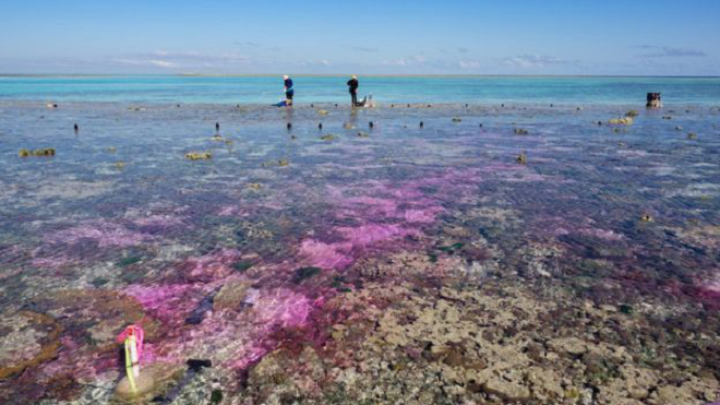 Mức độ carbon dioxide tăng làm giảm sự tăng trưởng san hô