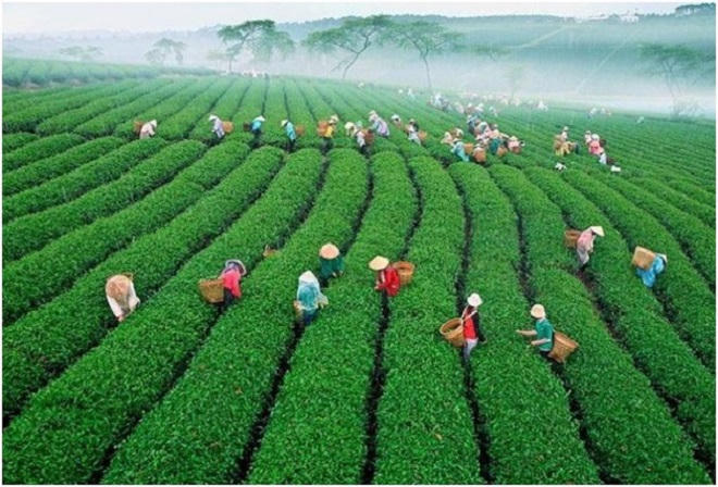 Không gian thanh bình khiến du khách phải dừng chân của Bảo Lộc