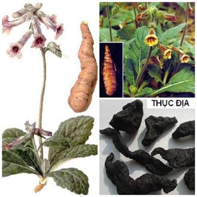  Hải Thượng Lãn Ông Lê Hữu Trác cứu người, không ngại luận tranh