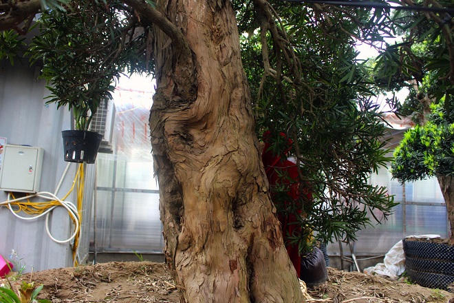 Vườn Tùng La Hán 'có một không hai' ở Việt Nam