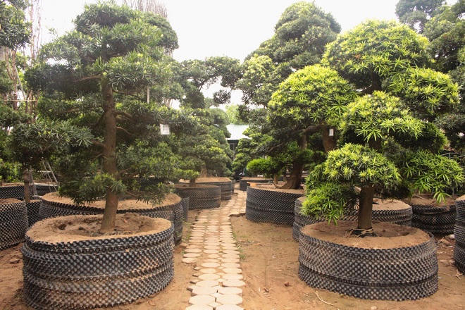 Vườn Tùng La Hán 'có một không hai' ở Việt Nam