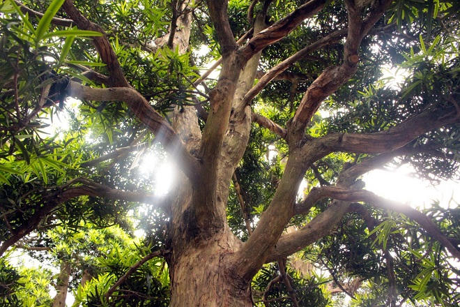 Vườn Tùng La Hán 'có một không hai' ở Việt Nam