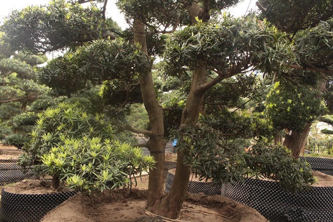 Vườn Tùng La Hán 'có một không hai' ở Việt Nam