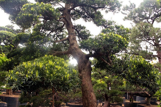 Vườn Tùng La Hán 'có một không hai' ở Việt Nam