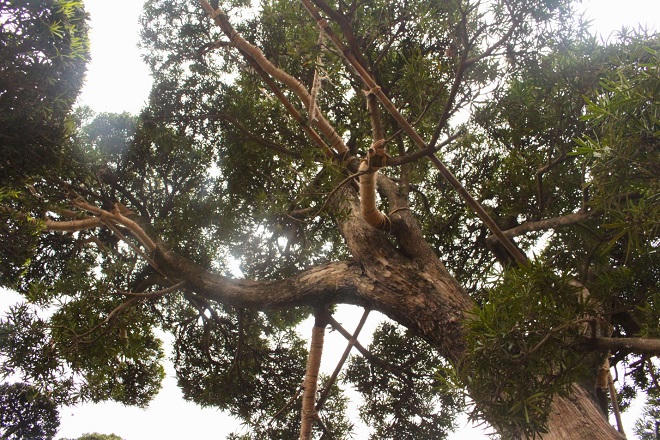 Vườn Tùng La Hán 'có một không hai' ở Việt Nam