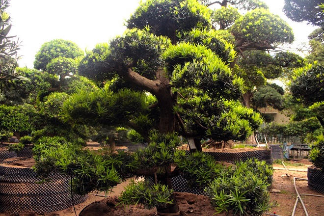 Vườn Tùng La Hán 'có một không hai' ở Việt Nam