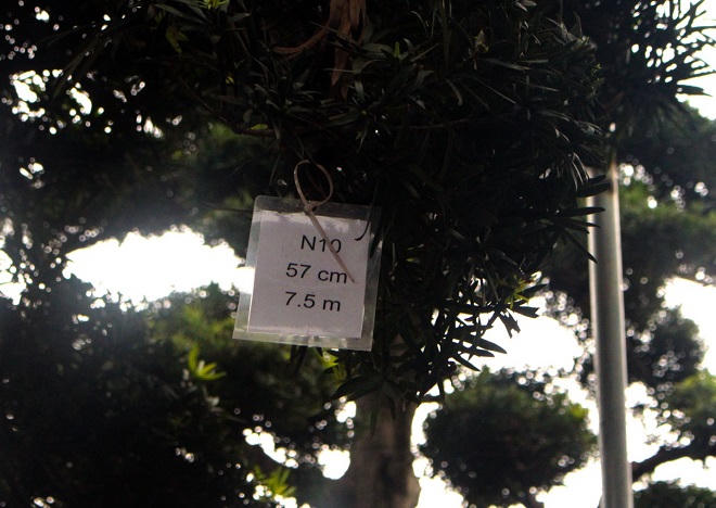 Vườn Tùng La Hán 'có một không hai' ở Việt Nam