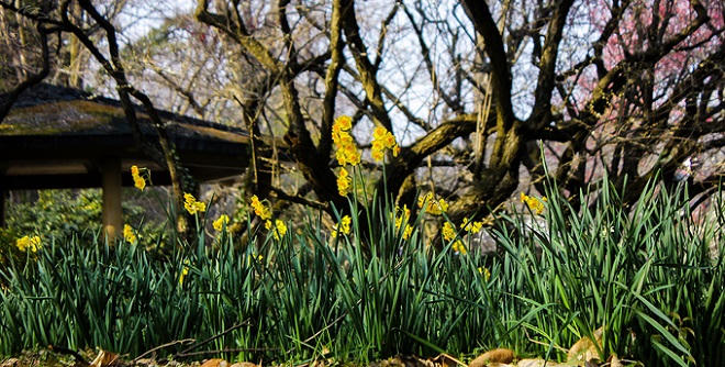 Thảm hoa mùa xuân khoe sắc rực rỡ tại Nhật Bản