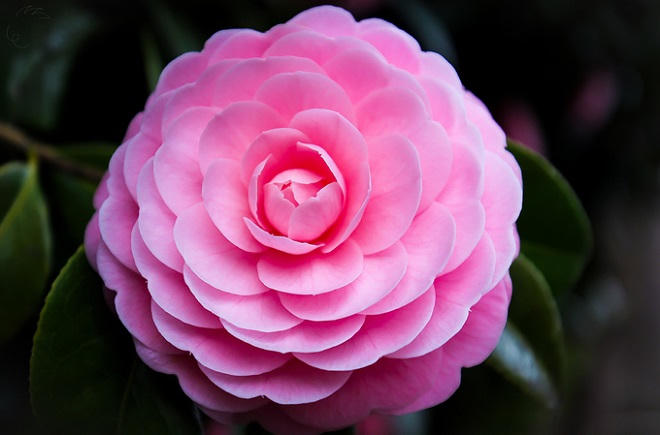 Thảm hoa mùa xuân khoe sắc rực rỡ tại Nhật Bản