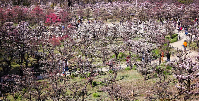 Thảm hoa mùa xuân khoe sắc rực rỡ tại Nhật Bản
