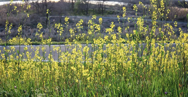 Thảm hoa mùa xuân khoe sắc rực rỡ tại Nhật Bản