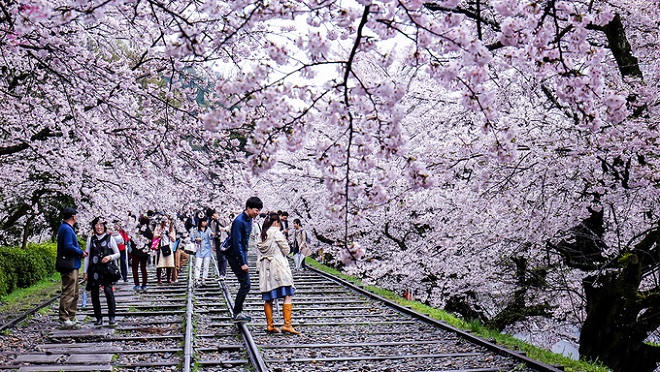 Thảm hoa mùa xuân khoe sắc rực rỡ tại Nhật Bản