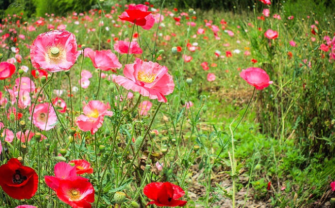 Thảm hoa mùa xuân khoe sắc rực rỡ tại Nhật Bản