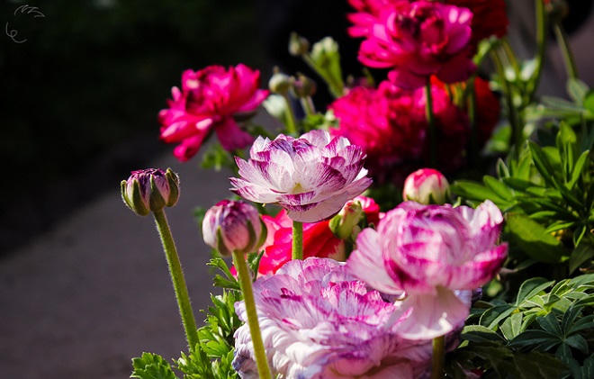 Thảm hoa mùa xuân khoe sắc rực rỡ tại Nhật Bản