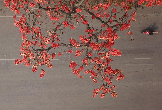 Nao lòng với vẻ thanh bình của Hà Nội trong mùa hoa gạo tháng 3