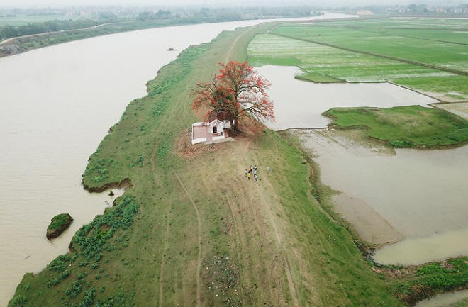 Nao lòng với vẻ thanh bình của Hà Nội trong mùa hoa gạo tháng 3