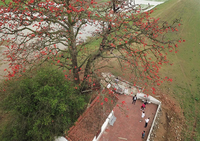 Nao lòng với vẻ thanh bình của Hà Nội trong mùa hoa gạo tháng 3