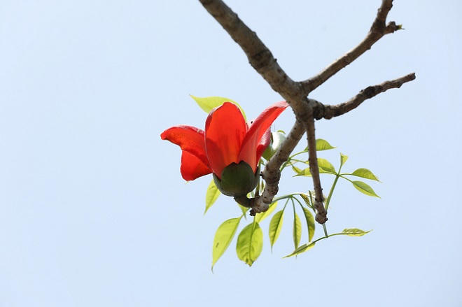 Nao lòng với vẻ thanh bình của Hà Nội trong mùa hoa gạo tháng 3