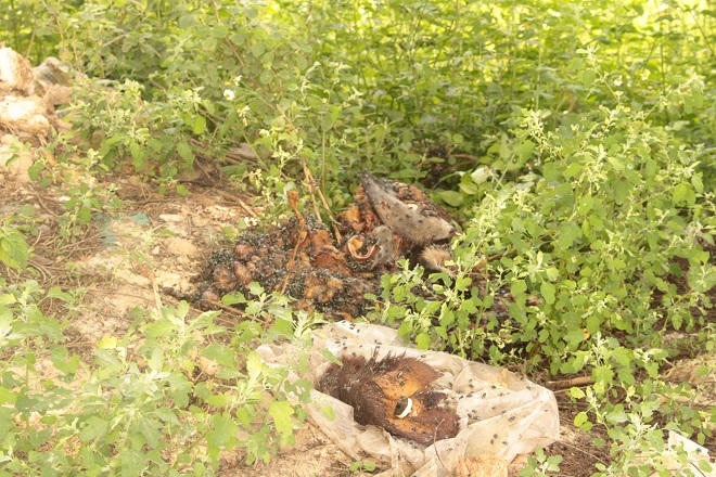 Gai người trên con đường nồng nặc mùi xương trâu bò thối ở Hà Nội