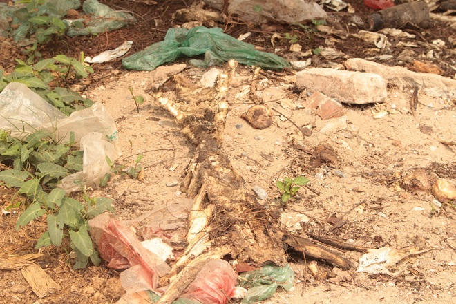 Gai người trên con đường nồng nặc mùi xương trâu bò thối ở Hà Nội