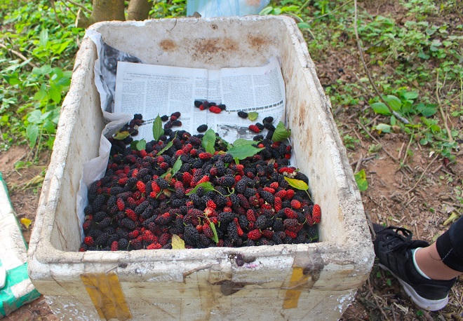 Dâu tằm được giá, người dân phấn khởi thu hoạch