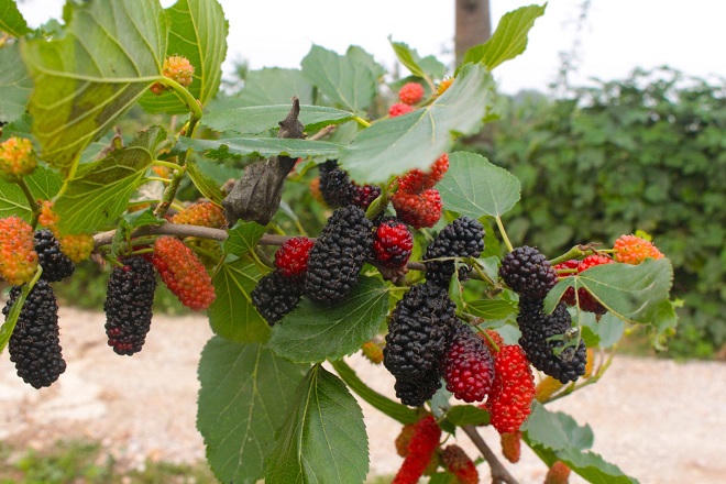 Dâu tằm được giá, người dân phấn khởi thu hoạch