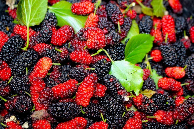 Dâu tằm được giá, người dân phấn khởi thu hoạch