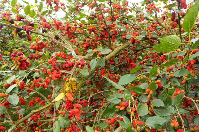 Dâu tằm được giá, người dân phấn khởi thu hoạch