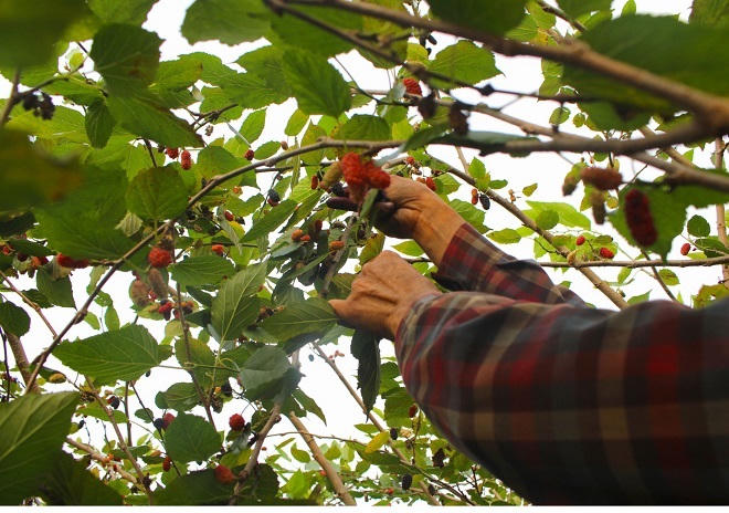 Dâu tằm được giá, người dân phấn khởi thu hoạch