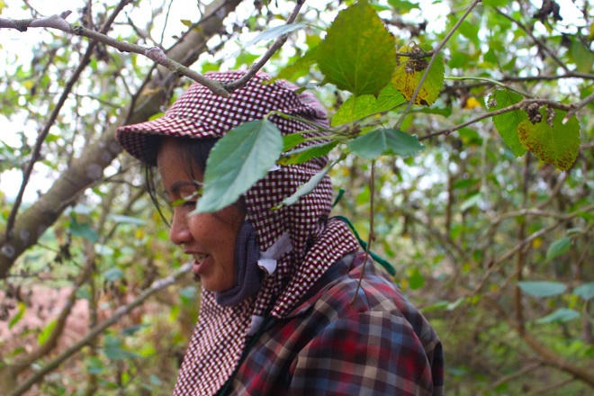 Dâu tằm được giá, người dân phấn khởi thu hoạch