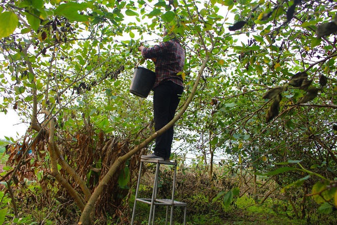 Dâu tằm được giá, người dân phấn khởi thu hoạch