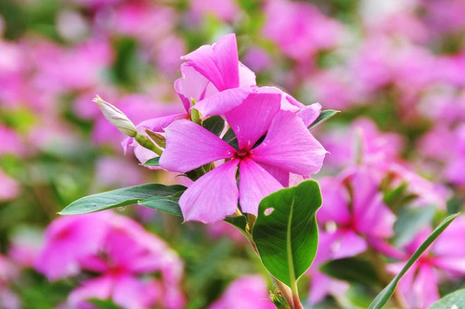 Đứng ngồi không yên với cánh đồng hoa dừa cạn tím biếc ở An Giang