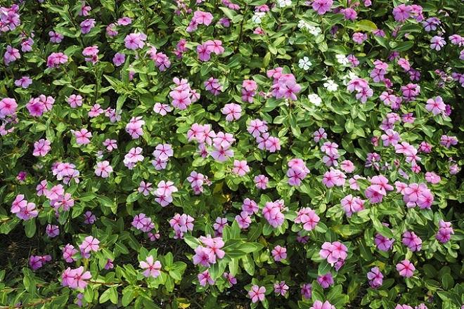 Đứng ngồi không yên với cánh đồng hoa dừa cạn tím biếc ở An Giang